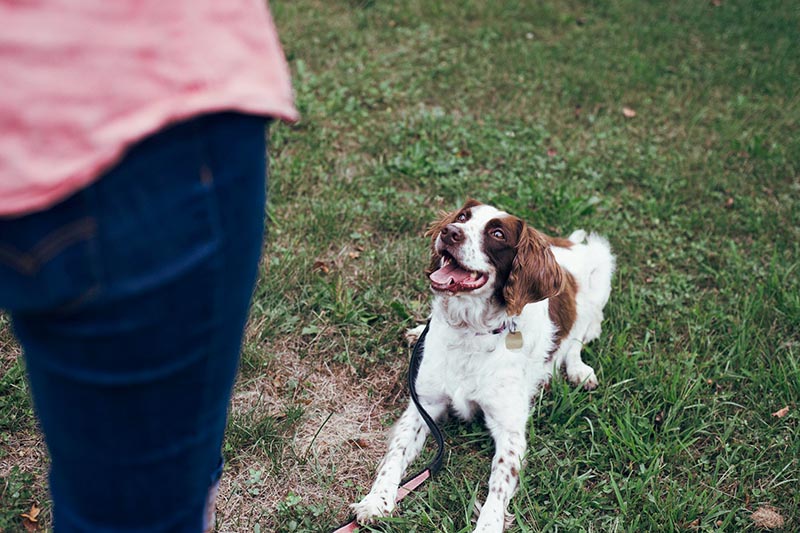 Apprentissage du coucher avec un chien en éducation positive avec Meute Citadine