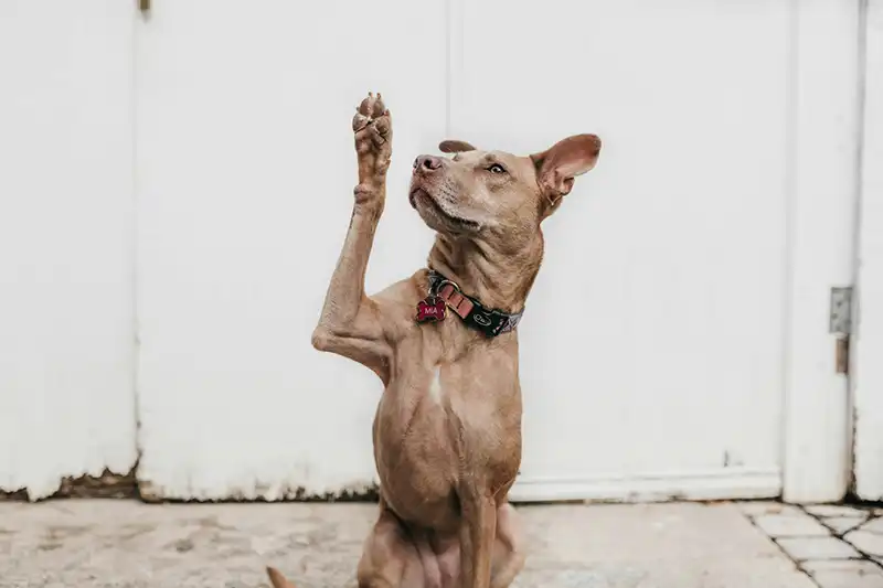 Apprentissage de la patte avec un chien en éducation positive avec Meute Citadine