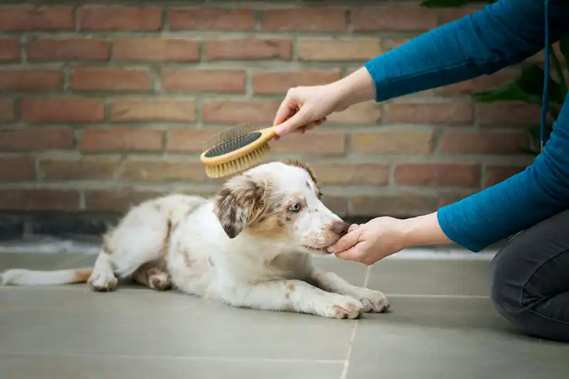 Apprentissage du brossage avec un chiot en éducation canine positive